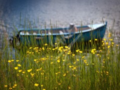 Purbeck's Cove buttercups